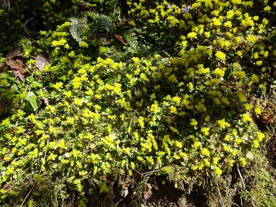 DSC05070.jpg (226.43 KiB) 閲覧された回数 4097 回 ヤマシロネコノメ