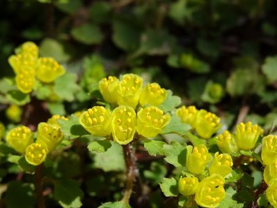 DSC05077.jpg (73.97 KiB) 閲覧された回数 4097 回 そのアップ