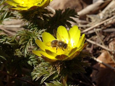 DSC04983.jpg (95.64 KiB) 閲覧された回数 4097 回 みつばちと福寿草