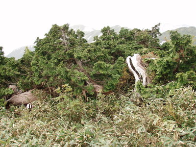 無雪期はこんな感じ