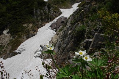 六ノ沢とハクサンイチゲ