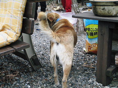 狩猟犬にアワビ負けちゃいますワン