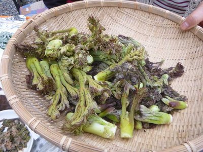 P1060569.jpg (104.46 KiB) 閲覧された回数 14173 回 たらの芽