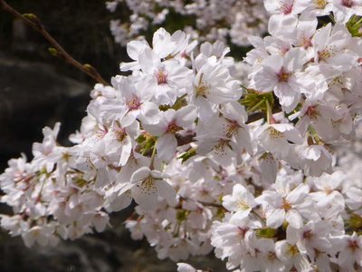 P1060548.jpg (66.42 KiB) 閲覧された回数 14688 回 桜