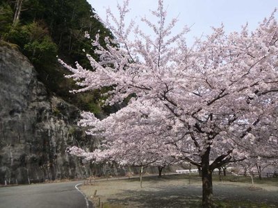 P1060545.jpg (125.67 KiB) 閲覧された回数 14688 回 桜