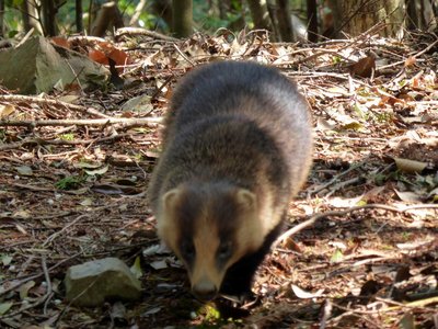 P1050289.JPG (269.36 KiB) 閲覧された回数 6512 回 威嚇してきました!