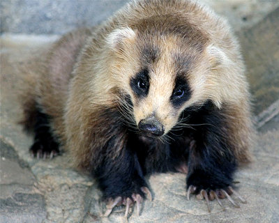 こいつがニホンアナグマだ！