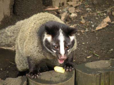 これはハクビシン（白眉芯）