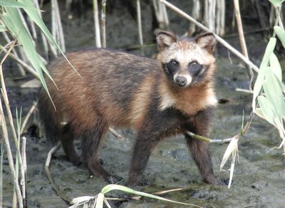 f0161823_1056169.jpg (265.6 KiB) 閲覧された回数 6407 回 ご存知、タヌキ君です