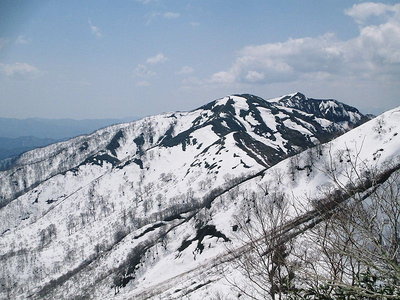 ヤブ下からの底雪崩の跡が幾本も有るよ