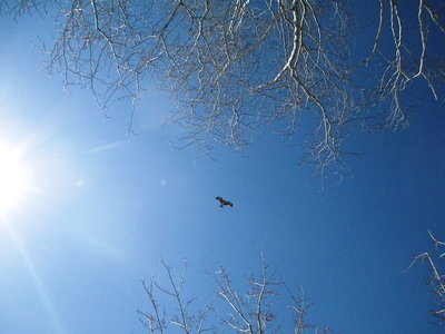 ワシ.JPG (86.77 KiB) 閲覧された回数 6947 回 おたけび坂で朝ごはん、上空にワシがペアで獲物探しで低空飛行だ。<br />パピーが餌と思ったのかなあ。