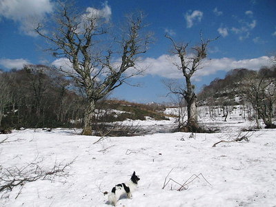 ブナ仁王.JPG (131.94 KiB) 閲覧された回数 6915 回 ワンコはエエで~、余計なもには欲しがらないね