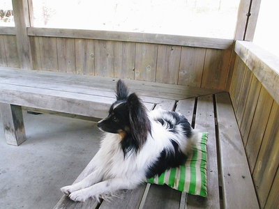 アワビ.JPG (89.47 KiB) 閲覧された回数 6843 回 気ぐらい高くて利口なワンコです。