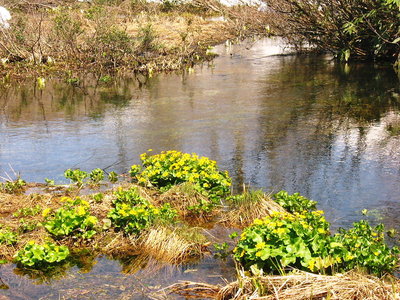 〇 キンバイカが雪どけの水辺に咲く