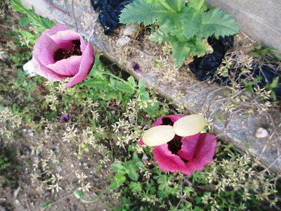 変な虫.JPG (166.39 KiB) 閲覧された回数 8453 回 ヘンな虫