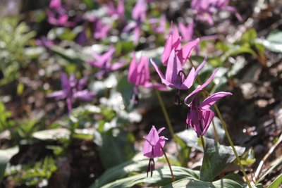 ブナオ山のカタクリ