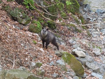 日本カモシカ.jpg (465.52 KiB) 閲覧された回数 9086 回 熊かと思った