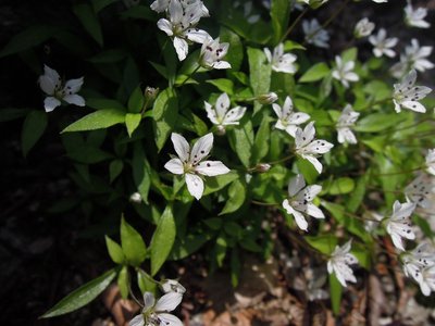 ワチガイソウ？初めて見ました