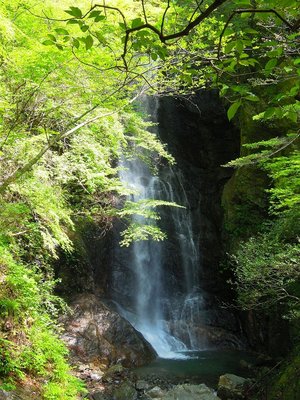 新緑に染まった本谷大滝。