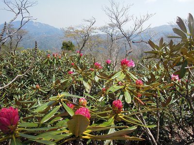 まだまだこれからの石楠花