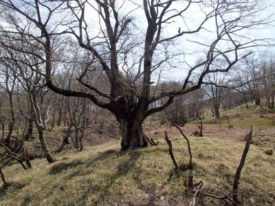 熊の戸平の大木