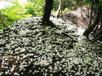● 花の道だね、これも落ちて数時間の命だね<br /><br />ココのところで学者に出会いました。ココの場所は琵琶湖から流れ出る川の底だったんだって。<br />地層を調べてました、川底にたまる砂礫層が見られる言うてました。<br />山を歩くは勉強になります、脳とアンヨが同時に鍛えられますワン