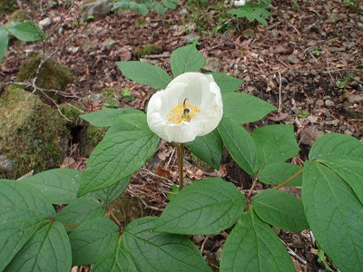 宮指路さん、ぼくも見つけた白玉ちゃん(千種街道の某所)