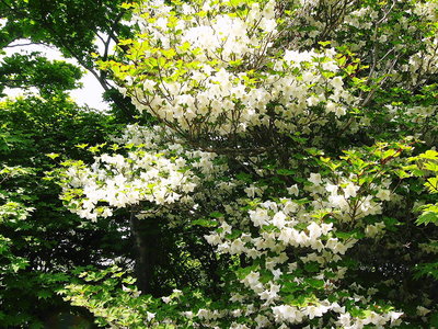 〇 花付が良いね、災害の年は一気に咲くとかです<br />石楠花も芍薬も良いみたいですね、紅サラサドウダンは？？ダメみたいですよ