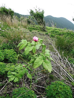 コレが好いな.JPG (172.72 KiB) 閲覧された回数 4762 回 この子が好いね、スーッと立ってるよ。