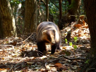 P1050288.JPG (197.38 KiB) 閲覧された回数 3784 回 こいつはニホンアナグマだった!