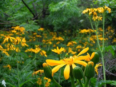 ６月の芦浜は、ハンカイソウの花で黄色い海と化してる。