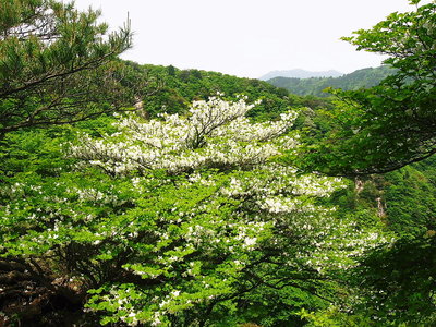 ● シロヤシオは愛子様のお印だってね
