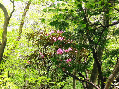 ● マダマダ石楠花も咲いてる