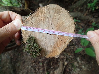 太い枝も容赦なく・・・