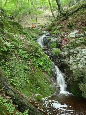 木屋谷源流の小滝。