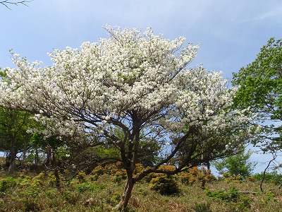 竜のシロヤシオ満開