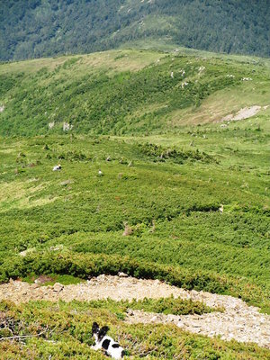 IMG_7778.JPG (182.83 KiB) 閲覧された回数 6681 回 ジッちゃん、ダレか来るよ