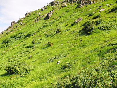 笹原の斜面を下りて行くよ