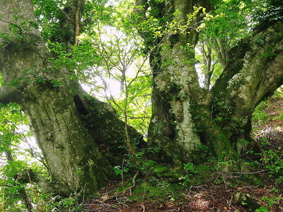 ● ココのブナは巨樹だね