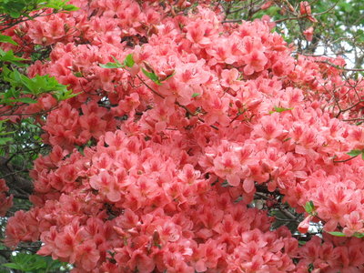 咲きすぎやろ～！