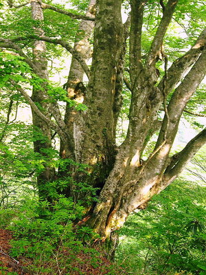 ● ココのブナは一本立ちしてない、幹分れが<br />多いなあ