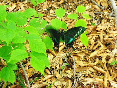 ● 震えてシューのクロアゲハ