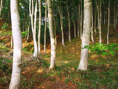 ブナの森.JPG (294.39 KiB) 閲覧された回数 6014 回 ● 若いけどキレイなブナの森だ