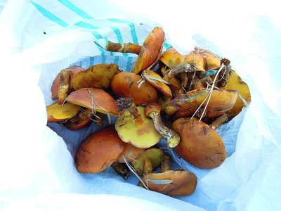 DSCN7159_640.jpg (78.03 KiB) 閲覧された回数 16903 回 昨年の闇鍋でグーさんによって台高でも生育が確認されたこの時期の食菌。<br />ハナイグチ。