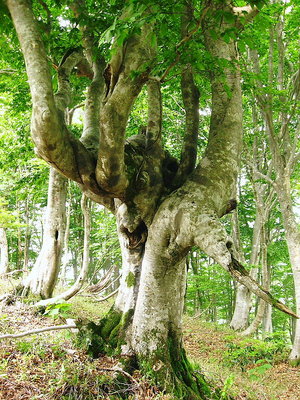 ココまでだ.JPG (239.29 KiB) 閲覧された回数 6022 回 ● ジャンクションピ-クーからのブナ、ココまでだといってる