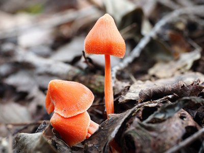 そこの昼寝の人、はよ立ちなはれ