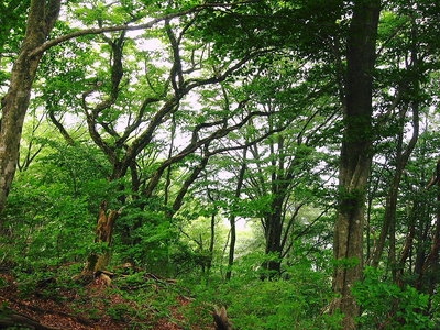 ● 森は好いよネ、鳥の子育て時期いろんな声が聞こえてくる