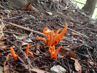 ナンでしょう？わかる人教えてください。