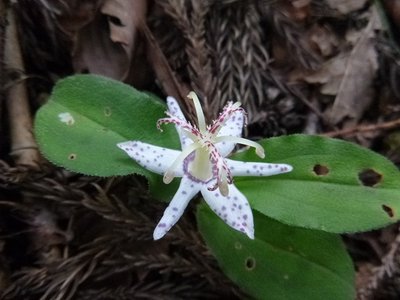 この花は?.jpg (125.83 KiB) 閲覧された回数 15972 回 この花は何・・・・?