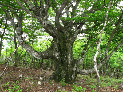 又川谷右岸尾根のブナ